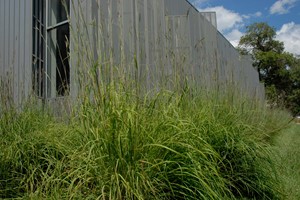 Collegiate Grasses